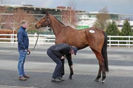 Orbys Legend (IRE)