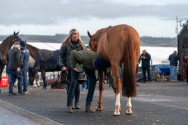 GV Lot 17 TCF688Tattersalls