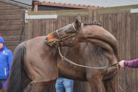 GV Lot 19 Scratching TCF1424Tattersalls