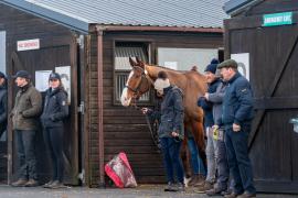 GV Lot 28 TCF130Tattersalls