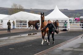 GV Lot 29 TCF546Tattersalls