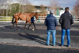 GV Lot 34 TCF516Tattersalls