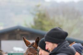 GV TCF1149Tattersalls