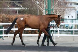 Lot  10 TCF1176Tattersalls