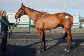 Lot  10 TCF349Tattersalls