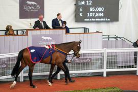 Lot  12 TCF1807Tattersalls