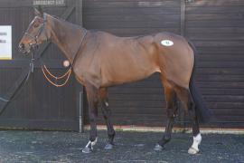 Lot  12 TCF335Tattersalls