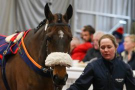 Lot  12 TCF3779Tattersalls