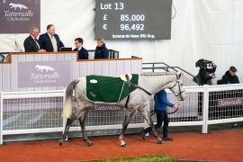 Lot  13 TCF1873Tattersalls