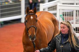 Lot  17 TCF3444Tattersalls