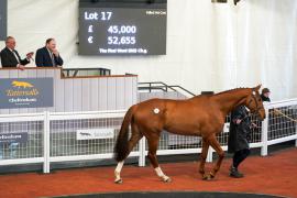 Lot  17 TCF4445Tattersalls