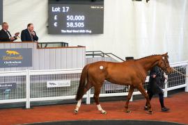 Lot  17 TCF5363Tattersalls