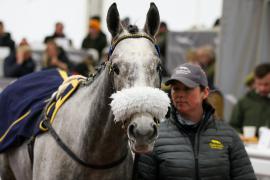 Lot  18 TCF3933Tattersalls