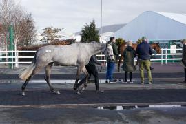 Lot  18 TCF464Tattersalls