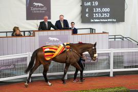 Lot  19 TCF2066Tattersalls