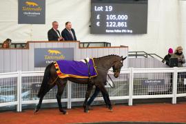 Lot  19 TCF5278Tattersalls