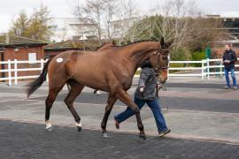 Lot  19 TCF619Tattersalls