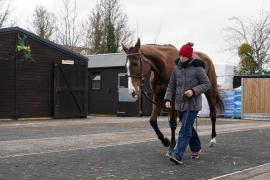 Lot  19 TCF774Tattersalls