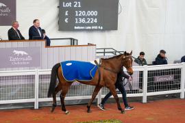 Lot  21 TCF2155Tattersalls