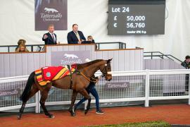 Lot  24 TCF2234Tattersalls