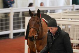 Lot  24 TCF3509Tattersalls