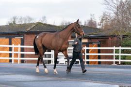 Lot  26 TCF409Tattersalls