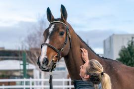 Lot  26 TCF484Tattersalls