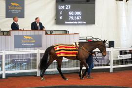 Lot  27 TCF3516Tattersalls