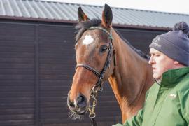 Lot  28 TCF038Tattersalls