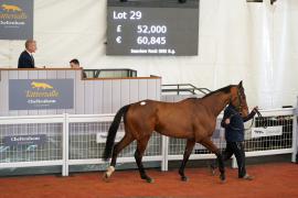 Lot  29 TCF4316Tattersalls