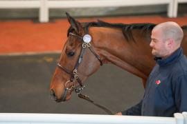 Lot  29 TCF4361Tattersalls