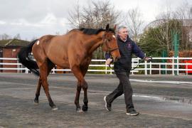 Lot  31 TCF1165Tattersalls