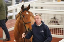 Lot  31 TCF4613Tattersalls