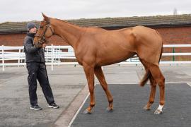 Lot  32 TCF959Tattersalls