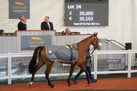 Lot  34 TCF3441Tattersalls