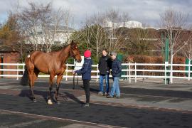 Lot  34 TCF506Tattersalls