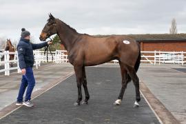 Lot  35 TCF757Tattersalls