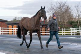 Lot  36 TCF222Tattersalls