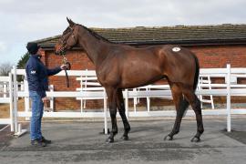 Lot  36 TCF527Tattersalls