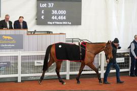 Lot  37 TCF2551Tattersalls