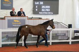 Lot  38 TCF2247Tattersalls