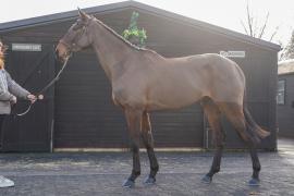 Lot  40 TCF090Tattersalls