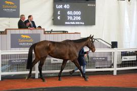 Lot  40 TCF2015Tattersalls