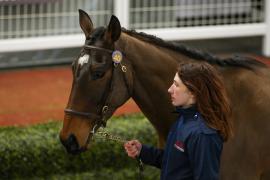 Lot  40 TCF4574Tattersalls