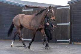 Lot  41 TCF035Tattersalls