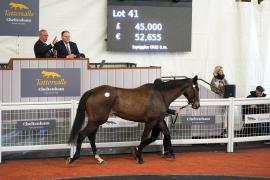 Lot  41 TCF1889Tattersalls