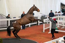 Lot  41 TCF2989Tattersalls