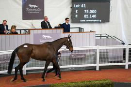 Lot  41 TCF2994Tattersalls