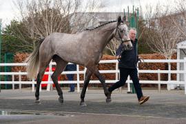 Lot  42 TCF1354Tattersalls