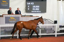 Lot  43 TCF1707Tattersalls